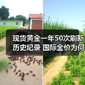 现货黄金一年50次刷新历史纪录 国际金价为何一路狂飙（图3）