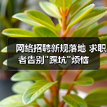 网络招聘新规落地 求职者告别