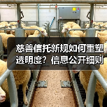 慈善信托新规如何重塑透明度?信息公开细则解析(图4) 慈善信托新规如何重塑透明度?信息公开细则解析(图4)