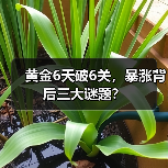 黄金6天破6关,暴涨背后三大谜题?(图3) 黄金6天破6关,暴涨背后三大谜题?(图3)